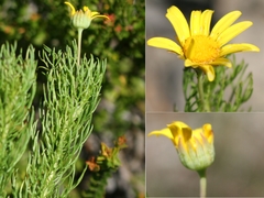 Euryops abrotanifolius