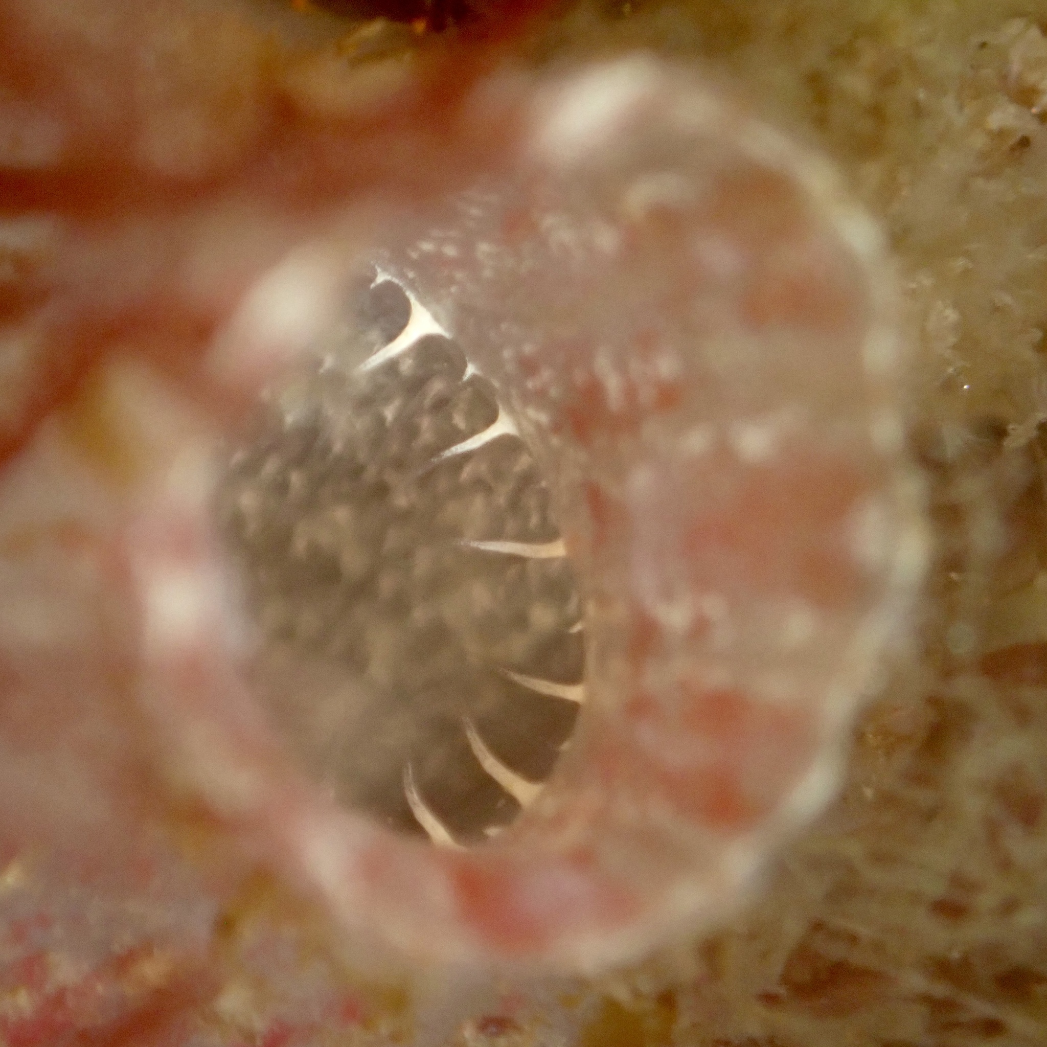 Ascidiella aspersa (Müller, 1776)