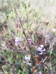 Cyphia dentariifolia