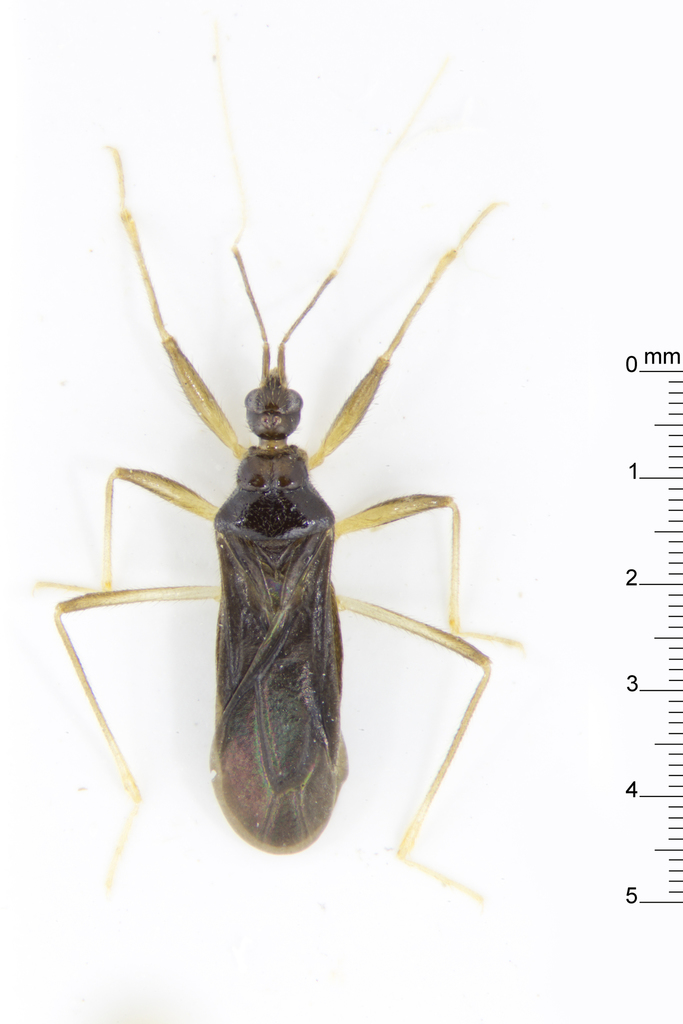 Nanokeralinae