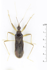 Reduviinae