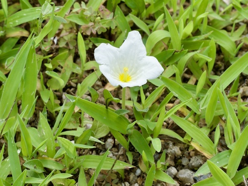 Image of Nierembergia repens by (c) りなべる, some rights reserved (CC BY)