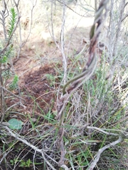 Cyphia dentariifolia