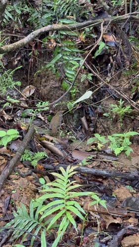 Spot-winged Thrush (Geokichla spiloptera), photo 7