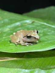 Reichle's Robber Frog