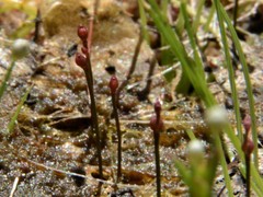 Utricularia simmonsii
