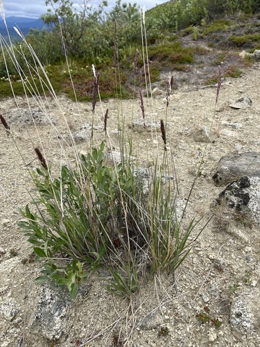Calamagrostis inexpansa observed 2024-07-13
