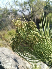 Anginon