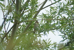 Iduna caligata