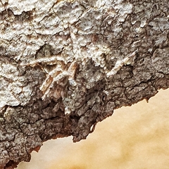 Stephanopis altifrons