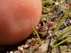 Utricularia simmonsii