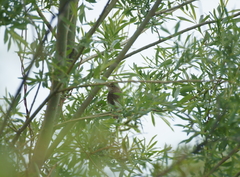 Iduna caligata