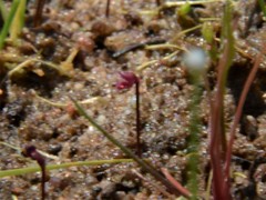 Utricularia simmonsii