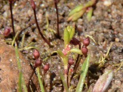 Utricularia simmonsii