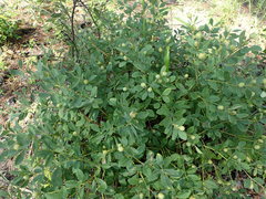 Baptisia nuttalliana