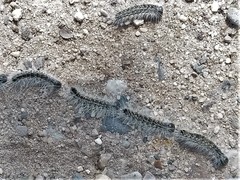 Thaumetopoea processionea