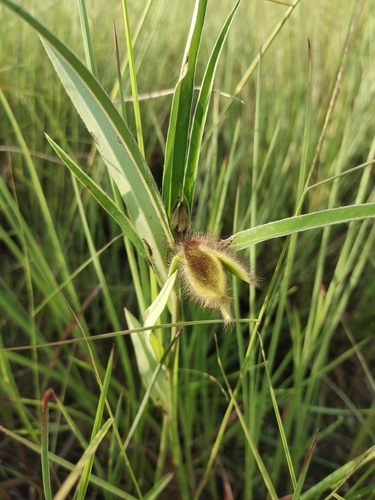 Crotalaria calycina iNat (1)