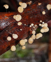 Marasmius alveolaris