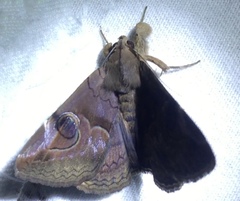 Ommatophora luminosa