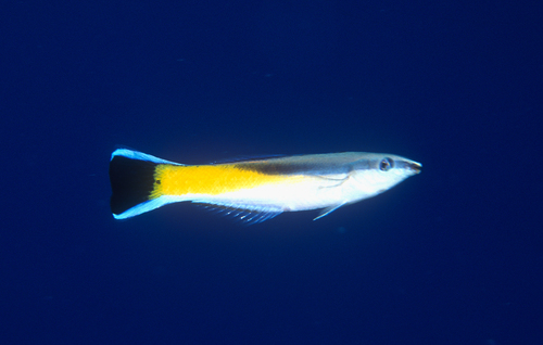 Bluestreak Cleaner Wrasse