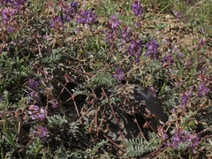 Astragalus inyoensis