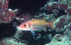 Blackfin Squirrelfish photo 2