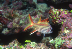 Soldierfish