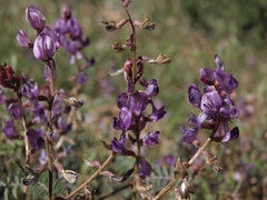 Astragalus inyoensis