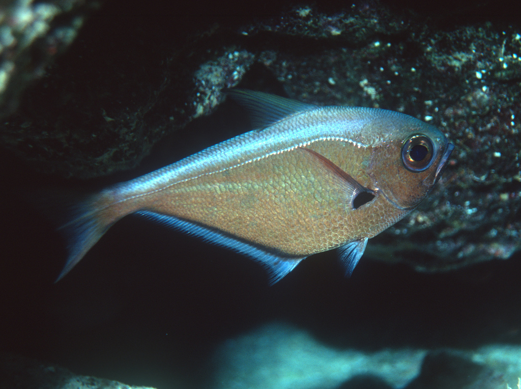 Pacific sweeper (Pempheris otaitensis) — Pempheridae