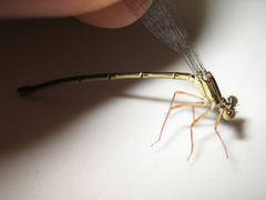 Platycnemis