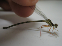 Platycnemis
