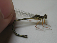 Platycnemis