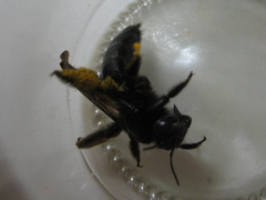 Xylocopa tranquebarorum