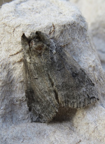 Euthyatira semicircularis photo 3