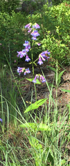 Penstemon wilcoxii