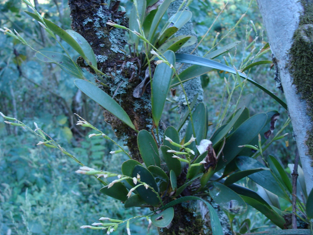 Stelis deregularis