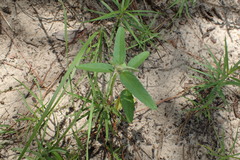 Croton glandulosus