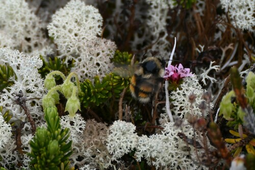 Forest Bumble Bee (Bombus sylvicola), a species recorded in Alaska