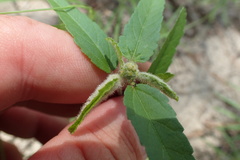 Croton glandulosus