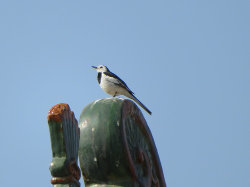 Chinese White Wagtail