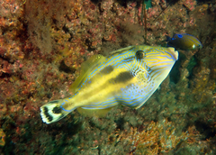 Freycinet's Leatherjacket photo 3