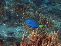 Acanthurus mata