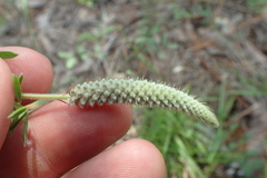 Dalea villosa grisea