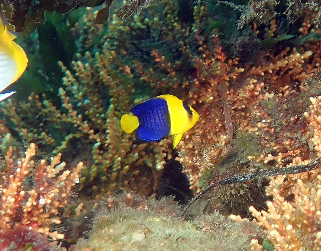 Photo of Bicolor angelfish (Centropyge bicolor)