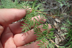 Dalea villosa grisea