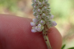 Dalea villosa grisea