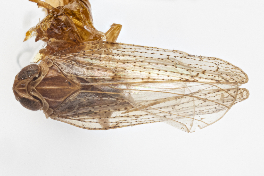 Cixius metcalfi