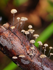 Marasmius alveolaris