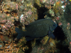 Parma oligolepis