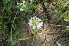 Gaillardia aestivalis winkleri